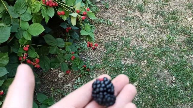 Клещ на ежевике, последствия.... смотреть онлайн