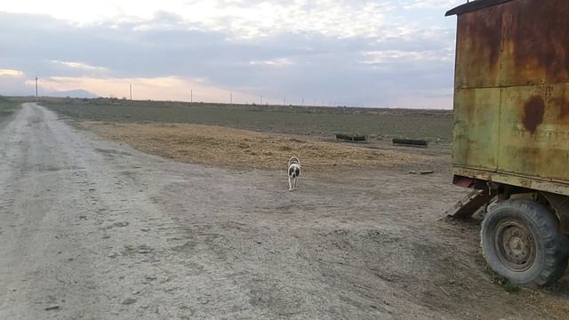 Воскресенье. Пол дня на поле. 🐕🐐🧄🧄🌿🌿🌿 смотреть онлайн