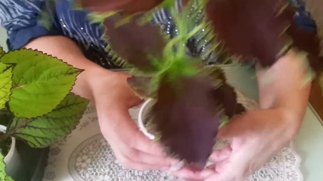 COLEUS. SENSATION!!! Hexagonal Stem !!! (КОЛЕУС. СЕНСАЦИЯ!!! ШЕСТИГРАННЫЙ СТЕБЕЛЬ!!!)
