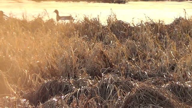 ОТКРЫТИЕ ОХОТЫ НА СЕЛЕЗНЯ С ПОДСАДНОЙ УТКОЙ 2023год.