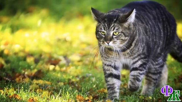 Кошка, с полными слёз глазами, звала людей в лес и потом исчезала… смотреть онлайн