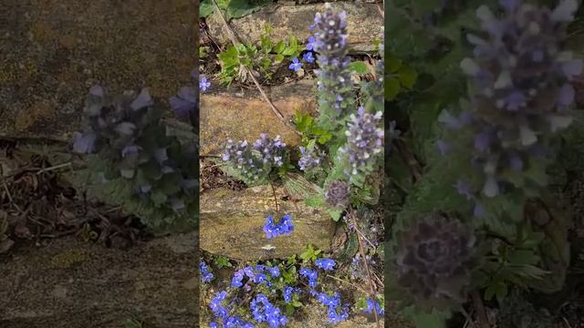 Вероника дубравная на стеге римской крепости смотреть онлайн