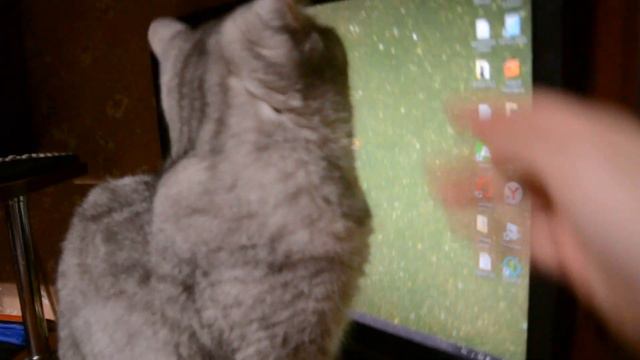 ☞Мой кот гоняет лапой мышку на компьютерной заставке☜ смотреть онлайн