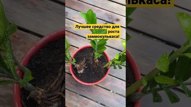 ?ЗАМИОКУЛЬКАС будет расти очень быстро! Обязательно попробуйте! смотреть онлайн