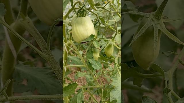 Грибной карнавал: красота и веселье