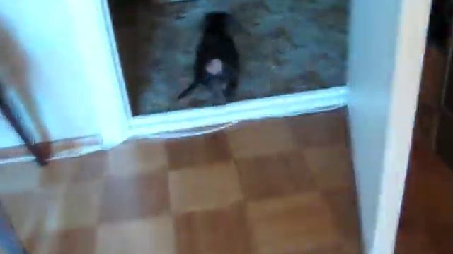 Такс Мотя смотреть онлайн