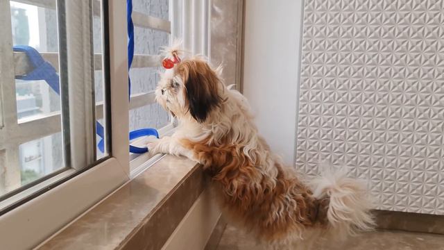 Why do Shih Tzus Dig the Bed? смотреть онлайн