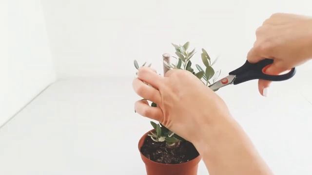 Оливковое дерево. Первая формировка кроны смотреть онлайн