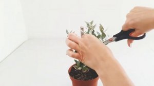 Оливковое дерево.  Первая формировка кроны