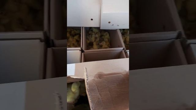 Погрузка месячных утят на птичефабрике Благоварская смотреть онлайн