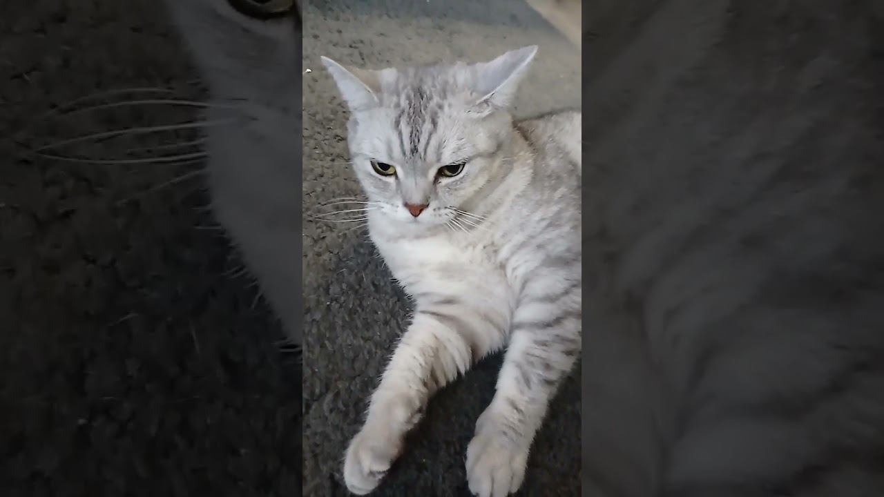 Спящий котик #Shorts смотреть онлайн