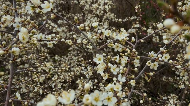 Геленджик, куда сходить? Долина реки Жане, пос. Возрождение  Дольмены и курганы  #безкомментариев