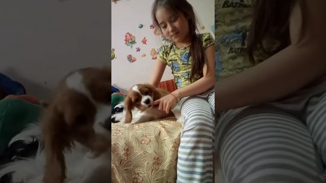 Puppies Cavalier King Charles Spaniel-for Sale. Щенки Кавалер Кинг Чарльз Спаниелей-продажа.