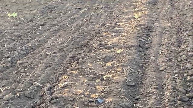 Обзор суходола без единого дождя. Выращивание бахчи смотреть онлайн