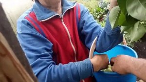 В нашем саду поспела  волшебная груша «Флейта» Видео Нусратуллина Ф.Г.