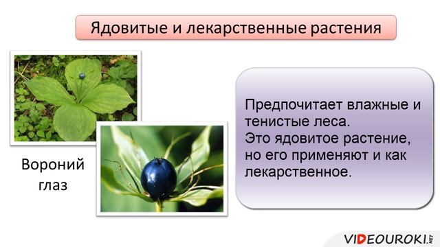 Класс Однодольные Семейство Лилейные смотреть онлайн