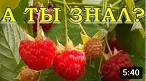 Что делать с МАЛИНОЙ после сбора урожая в июле?!