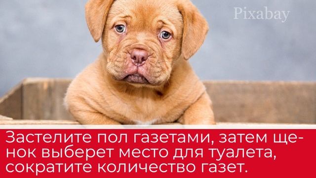 Советы, как приучить щенка к лотку смотреть онлайн