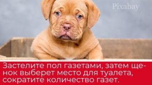 Советы, как приучить щенка к лотку