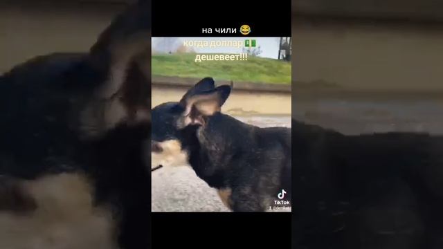я на чили смотреть онлайн