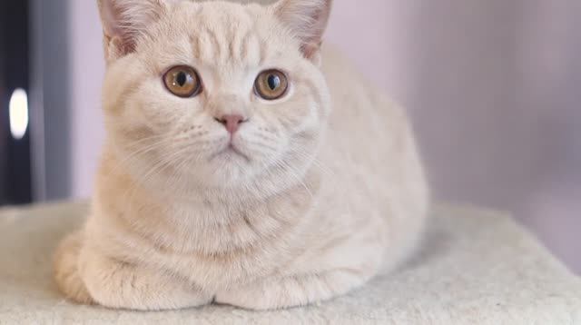 БРИТАНСКАЯ КОРОТКОШЕРСТНАЯ КОШКА смотреть онлайн