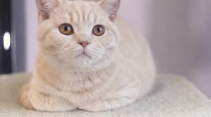 БРИТАНСКАЯ КОРОТКОШЕРСТНАЯ КОШКА