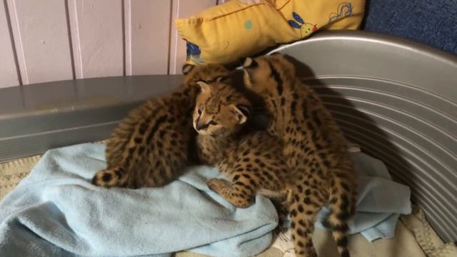 Котята питомника Leserval смотреть онлайн