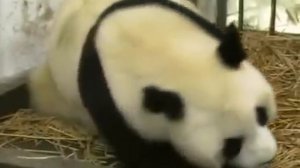 Панда рожает малюсенького детёныша