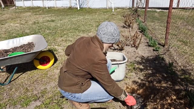 Как сажать розы. Как правильно посадить розу в открытый грунт смотреть онлайн