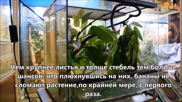 ТЕРРАРИУМ ДЛЯ РЕСНИТЧАТОГО БАНАНОЕДА смотреть онлайн