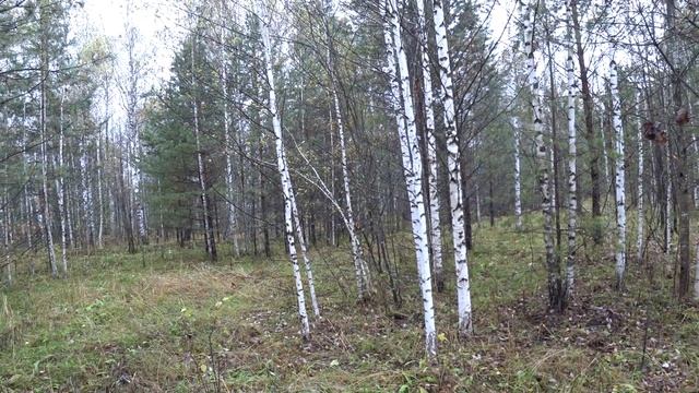 Охота на зайца беляка с Русскими гончими! Открытие сезона 2021. смотреть онлайн