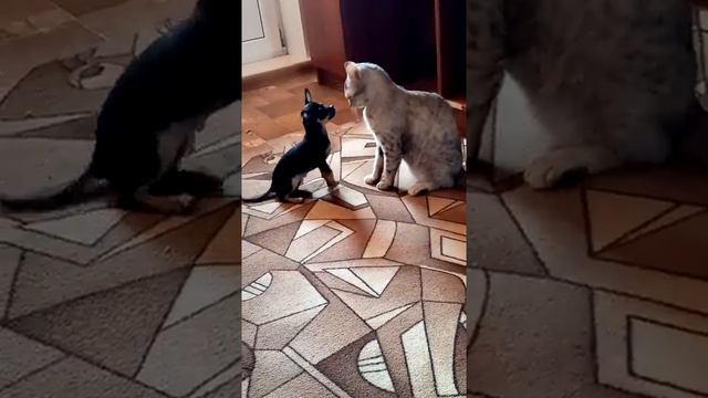 Собака меньше кошки смотреть онлайн