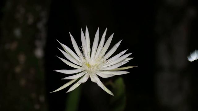 Kadupul Flower Blooming (Epiphyllum oxypetalum) смотреть онлайн