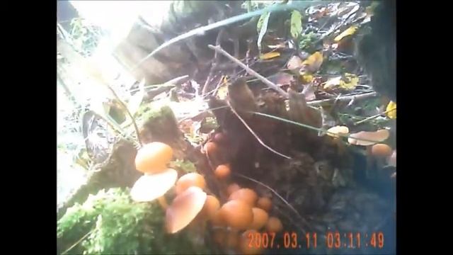 Грибочки растут прямо на дороге 2013 смотреть онлайн