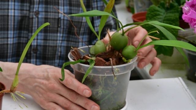 О туберидиях орхидей. Деление орхидей с туберидиями для размножения. смотреть онлайн