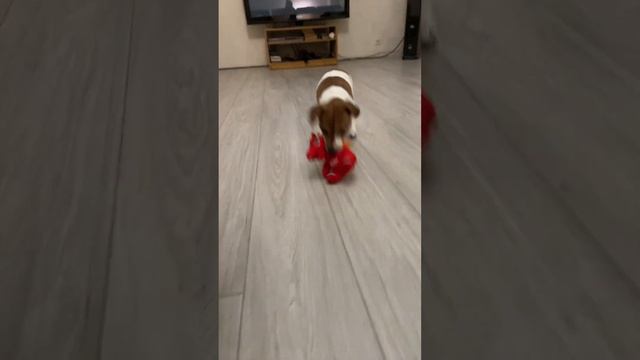 Чем бы дитя не тешилось, лишь бы не плакало 🐶😅 смотреть онлайн