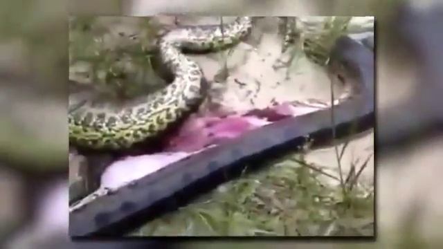 5 Невероятных вещей съеденими змеями смотреть онлайн