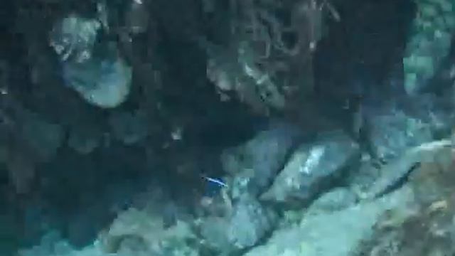 ダイビング柏島7 смотреть онлайн