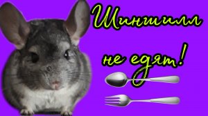 Кто такие шиншиллы.