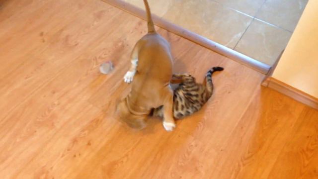 #bengal#bengalcat#бенгал#кот#кошка#котята#бенгалы#бенгальскаякошка