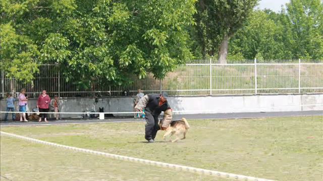 Немецкая овчарка Урс-Шериф (вл. Шолохова Марина) смотреть онлайн