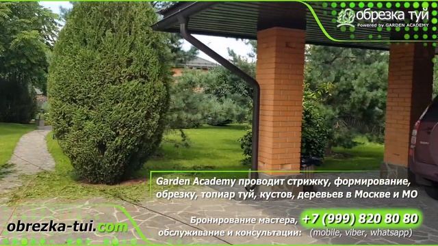 Стрижка туй тел WhatsApp +79990008108 смотреть онлайн