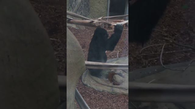 Zoo Opole 30 мая 2021 г. смотреть онлайн
