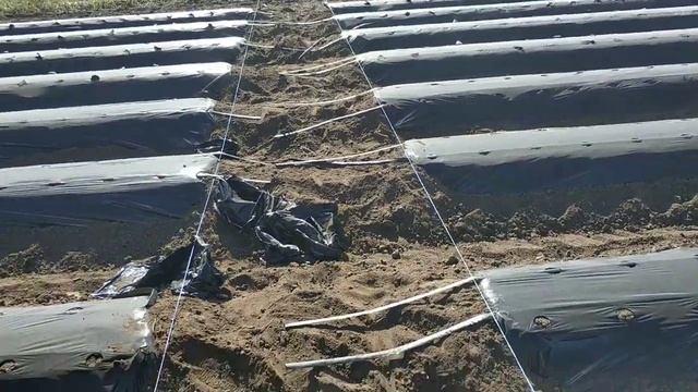 Доработка бугров под клубнику смотреть онлайн