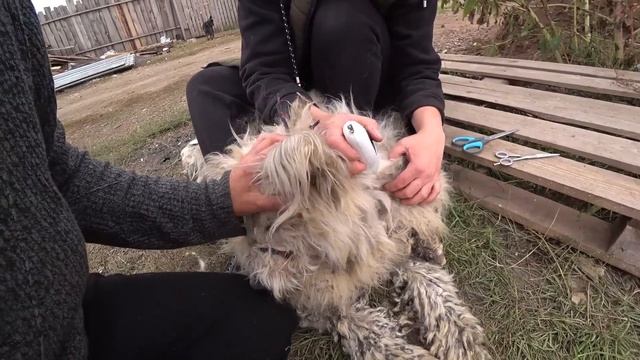 МЫ НЕ ПОВЕРИЛИ СВОИМ ГЛАЗАМ!!! БРОШЕННАЯ СОБАКА ОБРОСЛА ПАНЦИРЕМ!!! смотреть онлайн