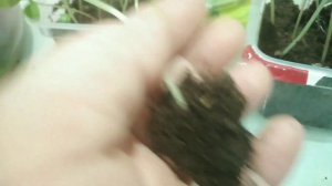 БАЛЬЗАМИН вытянулся в рассаде?ПИКИРУЕМ спиралью.Укладываем ЛАСКОВО и НЕЖНО. Том Самб Смесь.