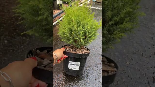 Кипарисовик горохоплодный Plumosa (Плюмоза) смотреть онлайн