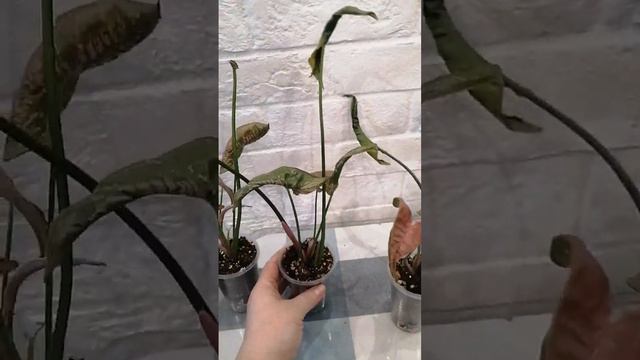 сингониум мозаик