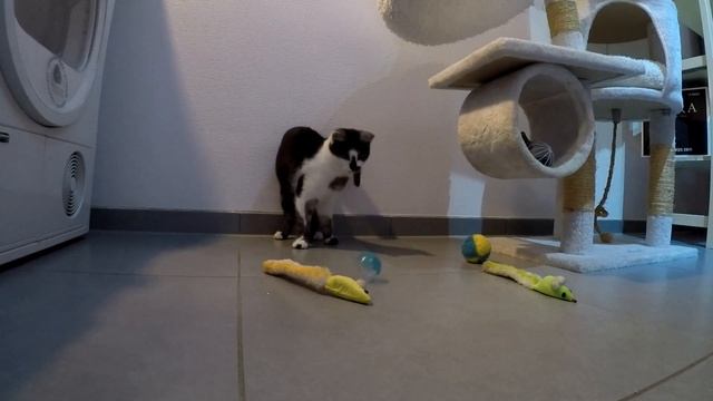 Chatons Sauvages Socialisés. Социализация диких котят, приручение к рукам.