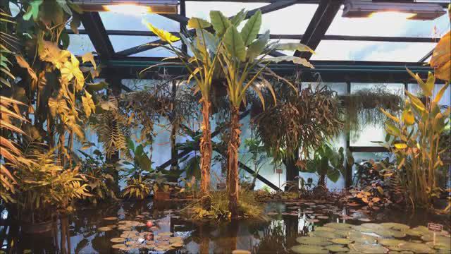 Ботанический сад, Москва. Часть 2. Оранжереи смотреть онлайн